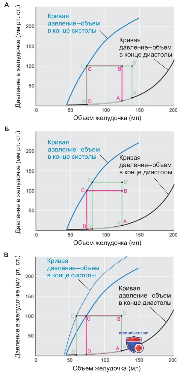 Диаграмма работы сердца