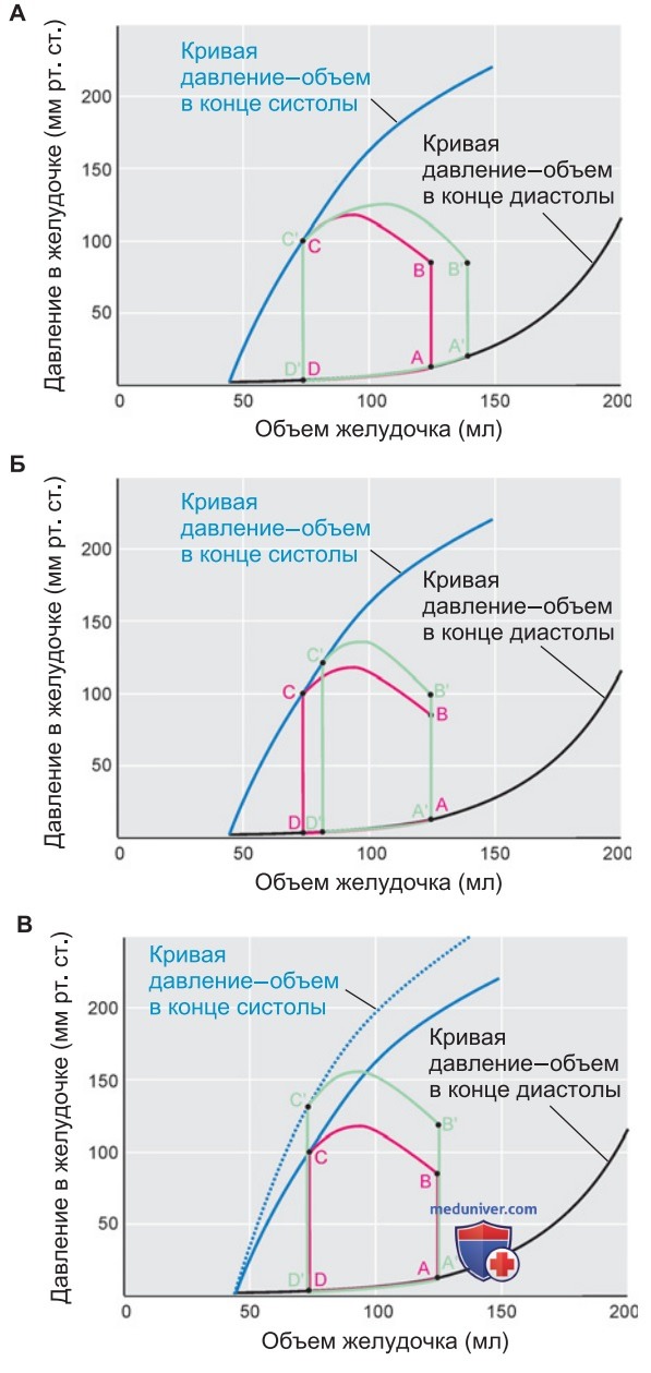 Диаграмма работы сердца