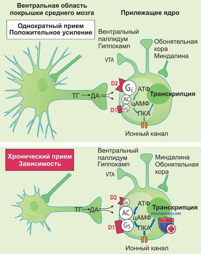 Радость и зависимость