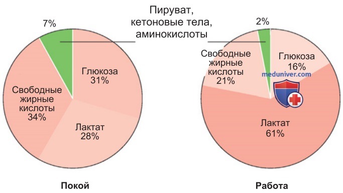 Энергетический обмен миокарда