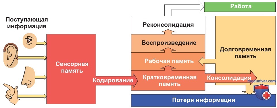 Формы обучения и памяти