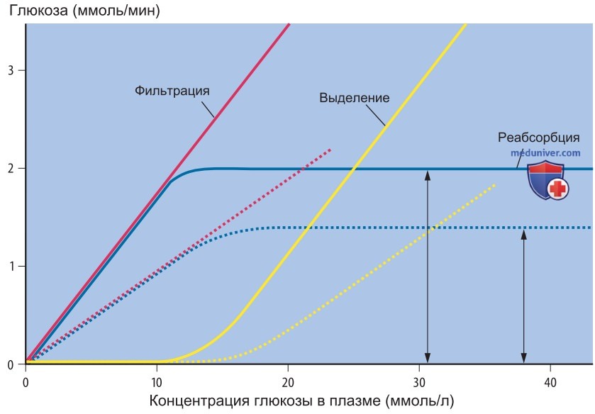 Регуляция функционирования почек