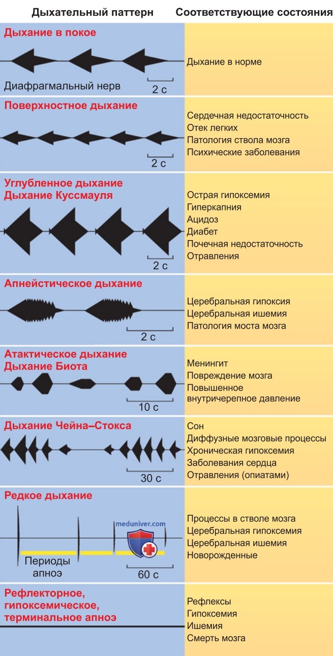 Дыхательные центры
