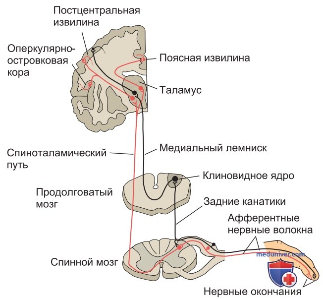 Соматосенсорные проводящие пути и субмодальности