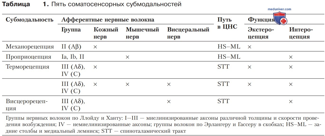 Соматосенсорные проводящие пути и субмодальности