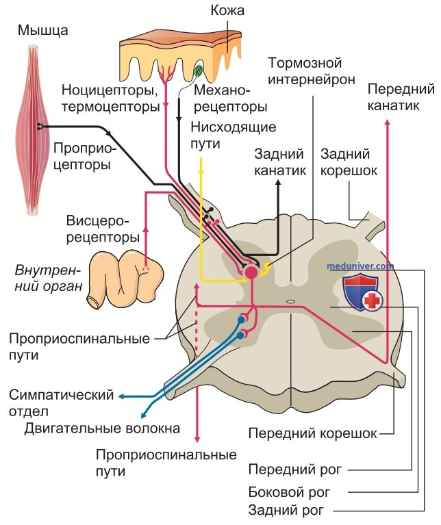 Ноцицепция