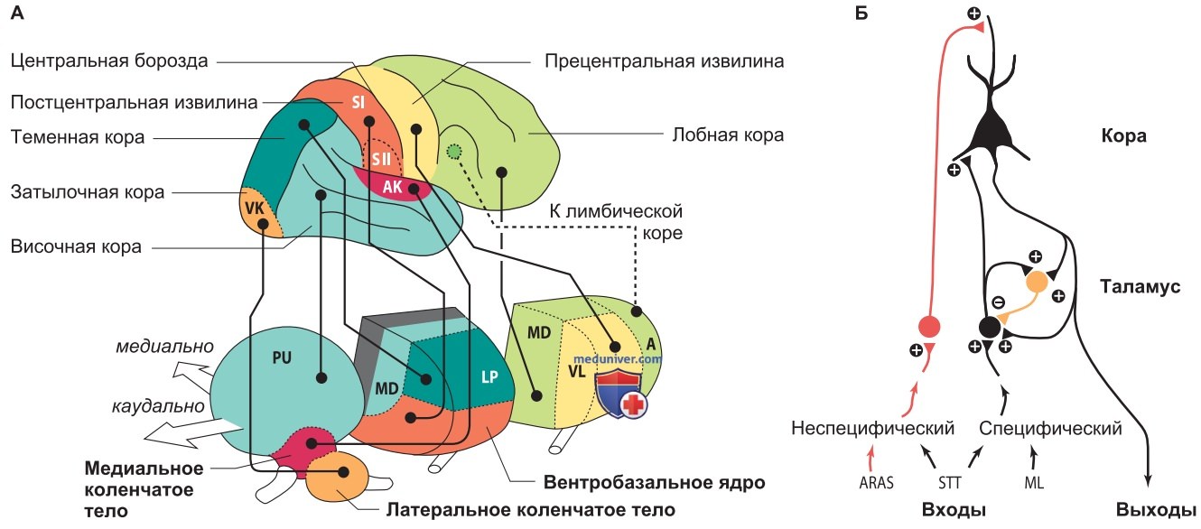 Функциональные свойства соматосенсорных нейронов