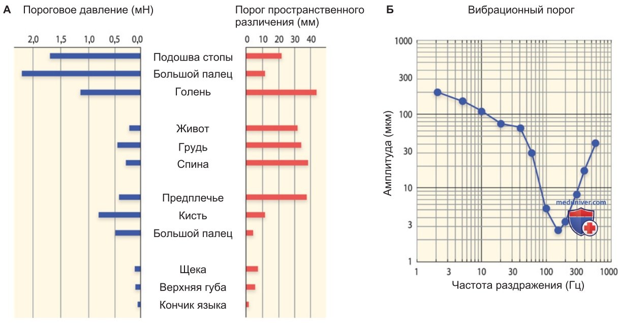 Механорецепция