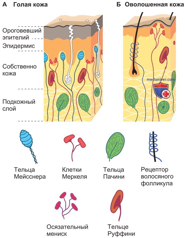 Механорецепция