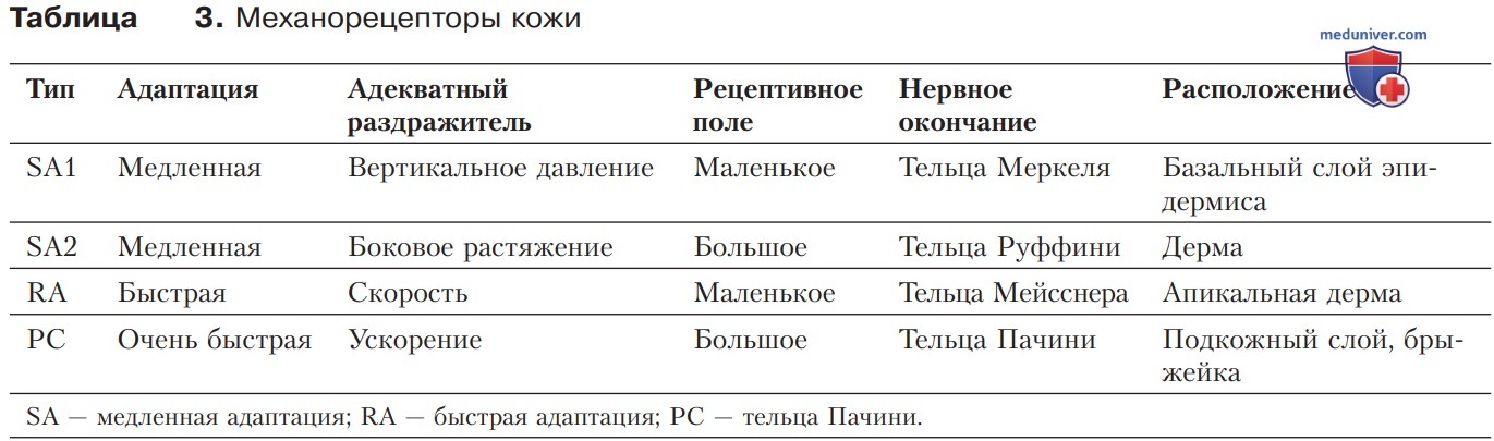 Механорецепция