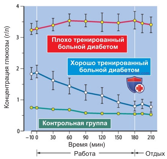 Адаптация эндокринной системы при физической активности