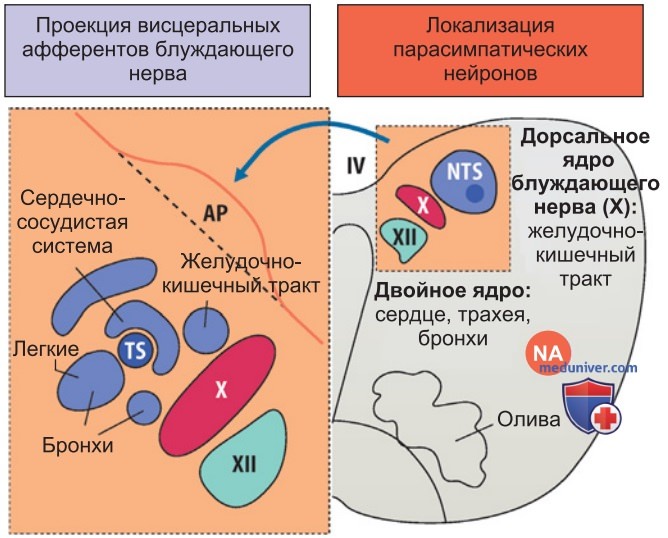 Организация вегетативной нервной системы в нижнем стволе мозга