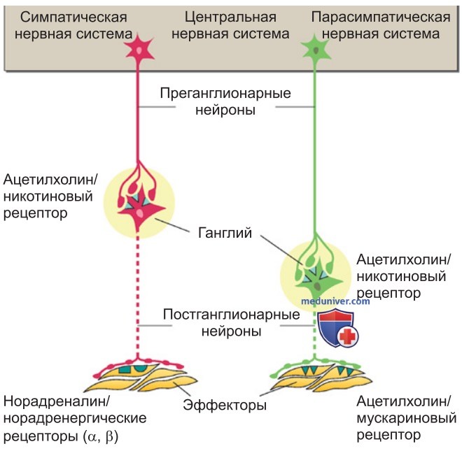 Медиаторы и их рецепторы в периферической вегетативной нервной системе