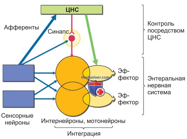 Энтеральная нервная система