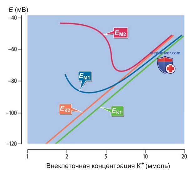 Калиевый обмен