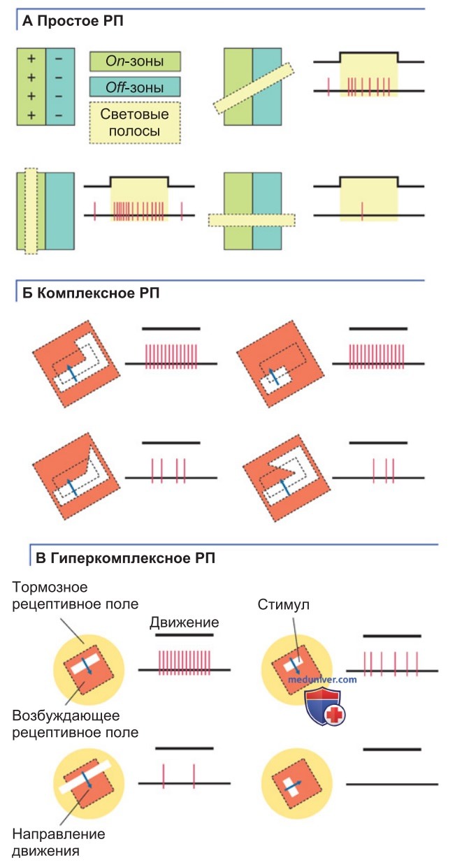 Обработка сигналов в зрительной системе мозга