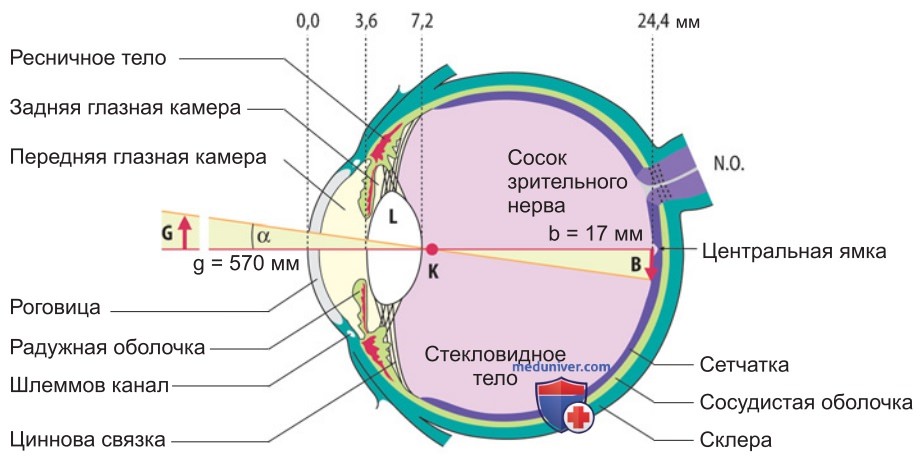 Клинически-диагностическое применение элементарной физиологии зрения
