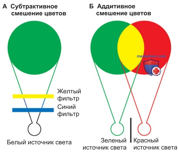 Восприятие цвета (цветовое зрение)