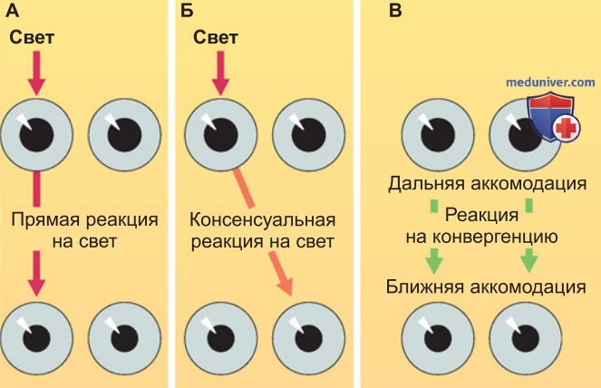 Рефлекторная регуляция остроты зрения и ширины зрачка