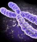 Анализ хромосом человека