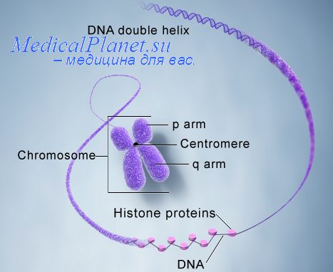 структура хромосом