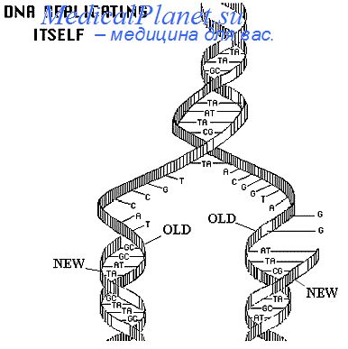 плазмидная ДНК