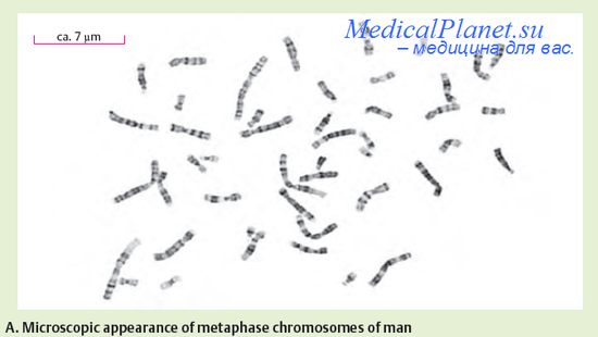генотип и хромосомы