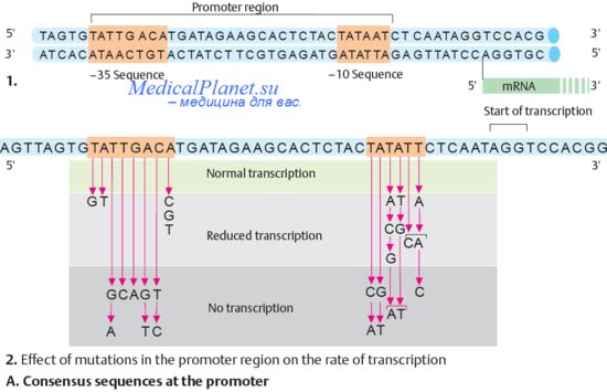 регуляция генной активности ДНК