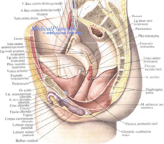 анатомия области таза в гинекологии