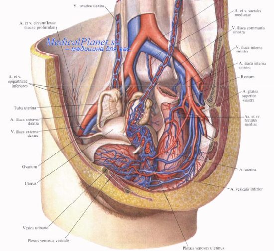 Хирургическая анатомия кровоснабжения женских половых органов