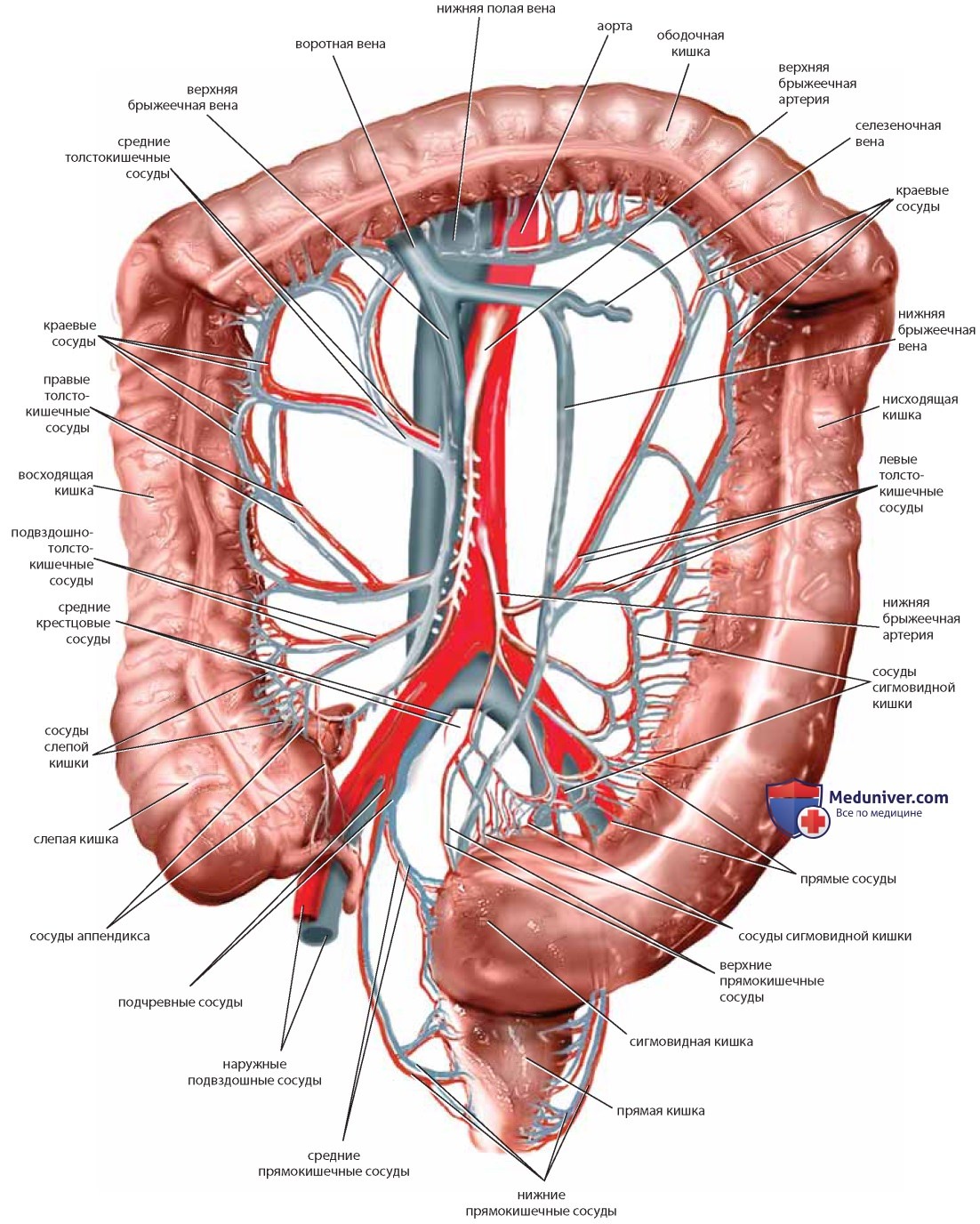 Вена артерия мочеточник. Кровоснабжение толстой кишки Неттер. Вена (анатомия) сигмовидная. Сосуды брыжейка Толстого кишечника. Сигмовидная кишка анатомия.