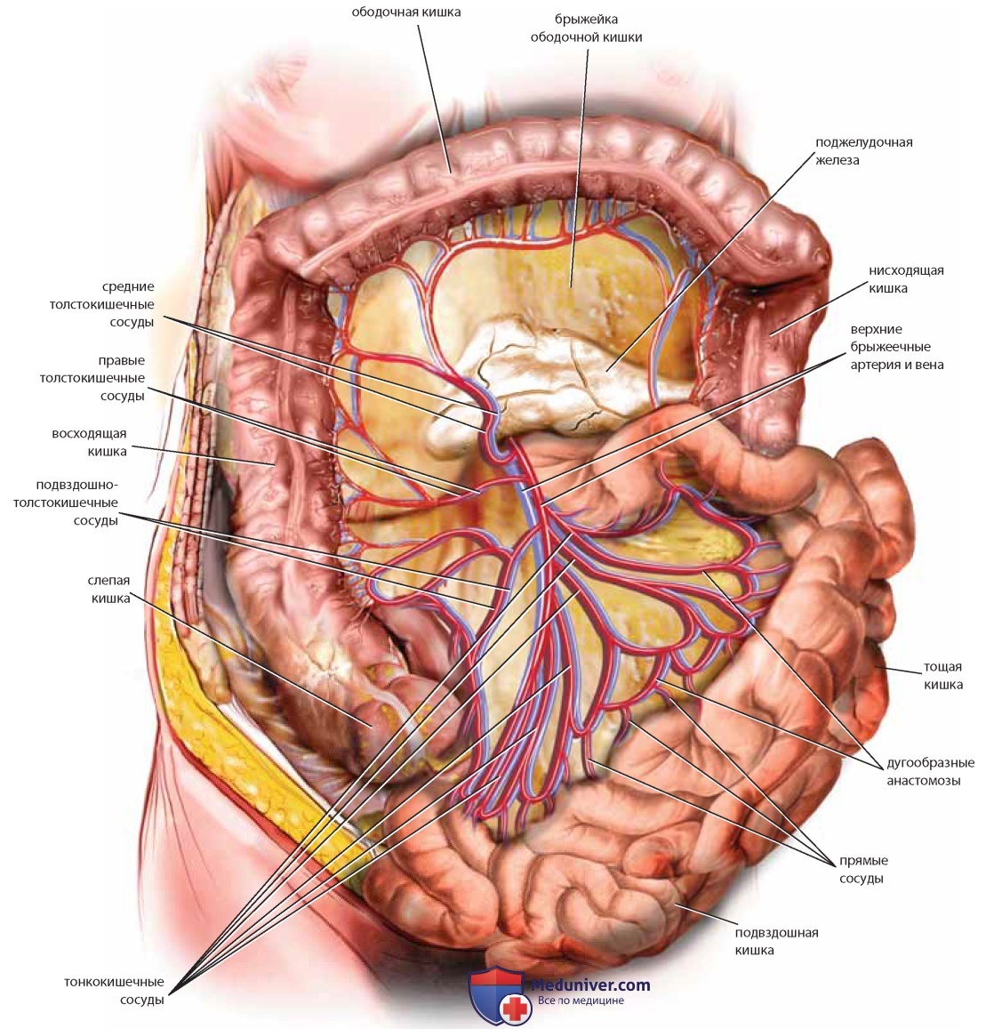 Анатомия внутренних органов женщины фото. Верхняя брыжеечная Вена анатомия. Анатомия женщины в разрезе. Анатомия малого таза женщины.