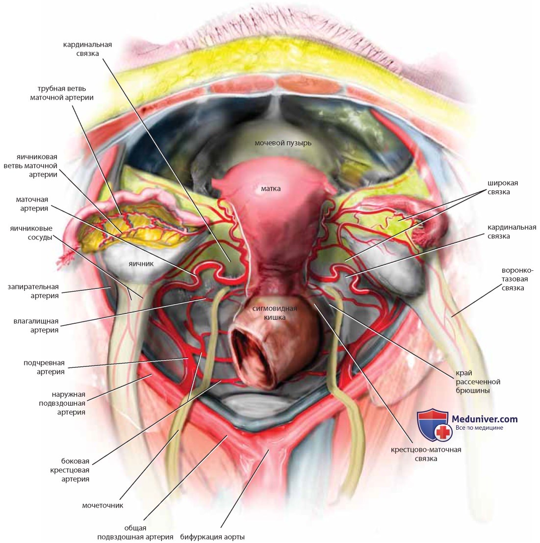 Мочеточник анатомия у женщин
