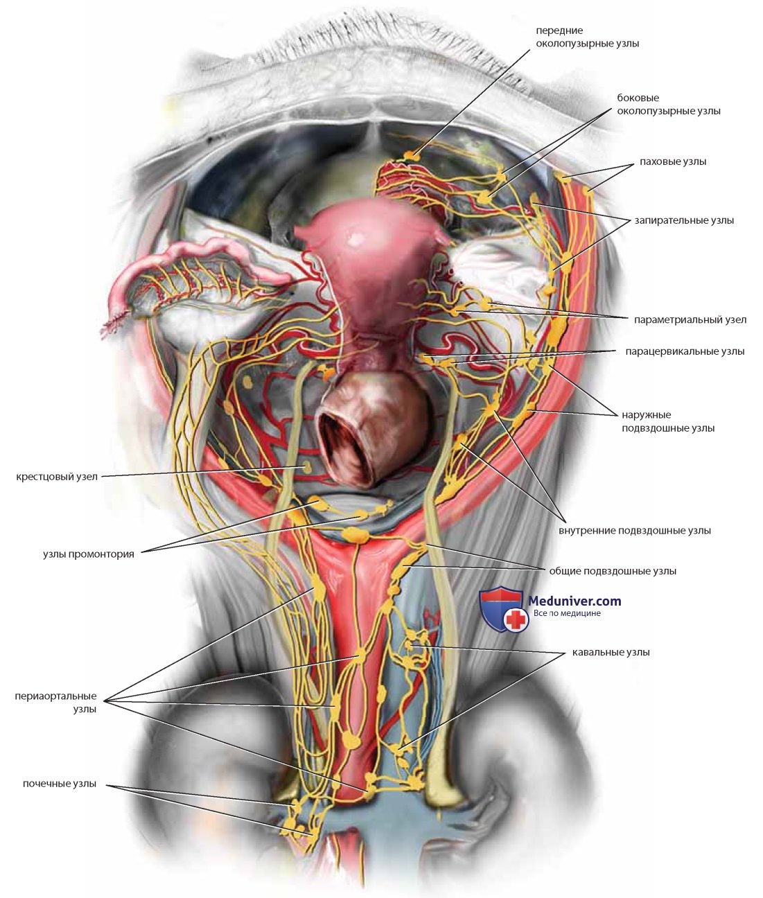 Строение женских органов картинки. Малый таз анатомия органы. Анатомия органов малого таза у женщин.