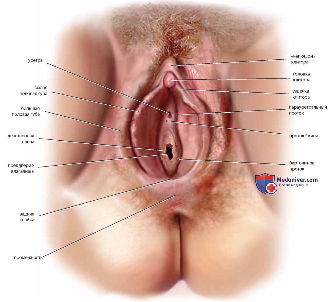 жен половые органы порно фото 106