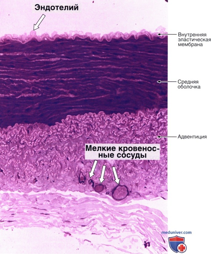 Артериолы и артериовенозные анастамозы: строение, гистология