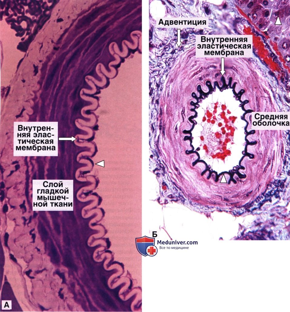 Артериолы и артериовенозные анастамозы: строение, гистология