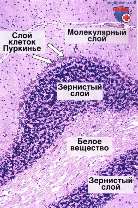 гистология центральной нервной системы