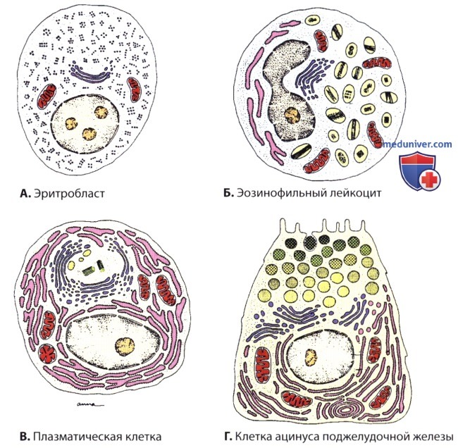 Строение, функции гранулярной эндоплазматической сети