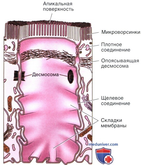 Межклеточная адгезия и межклеточные соединения в тканях. Виды