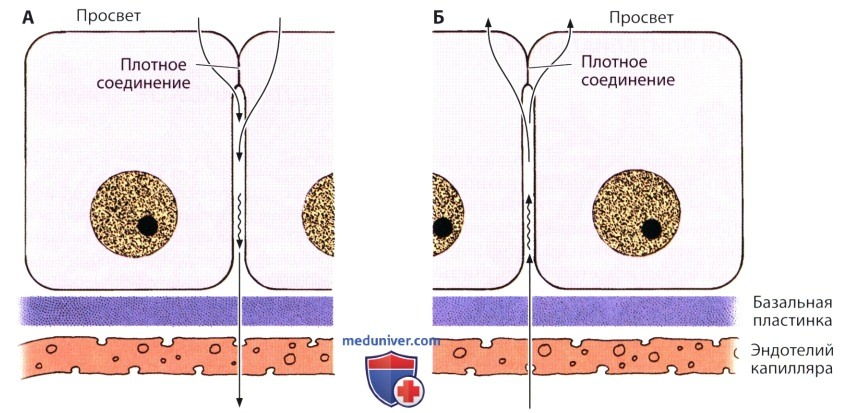Межклеточная адгезия и межклеточные соединения в тканях. Виды