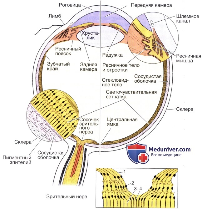 Гистология глаза и его строение, анатомия