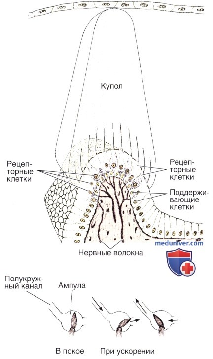 Гистология внутреннего уха и его строение
