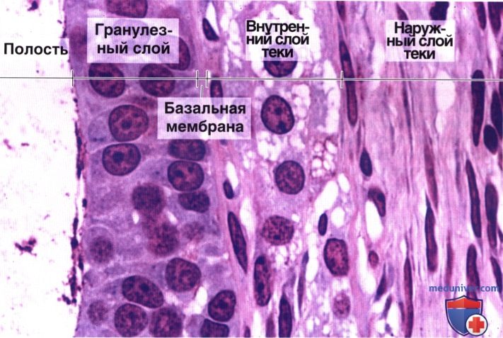 Гистология яичников их строение и функции