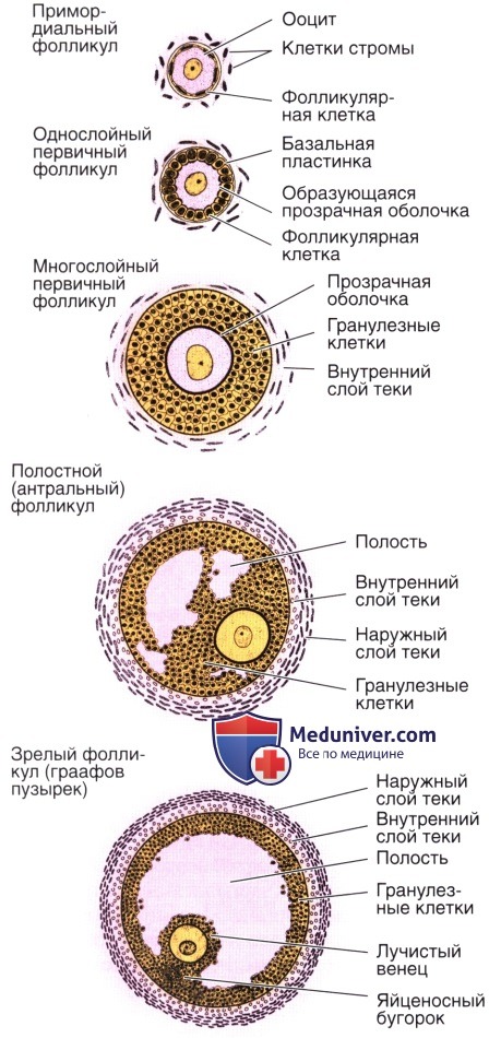 Гистология яичников их строение и функции