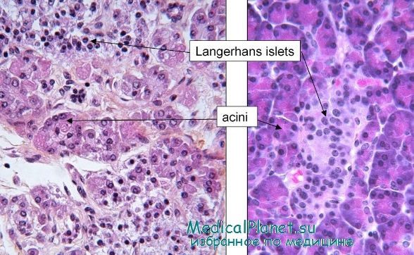 клетки Лангерганса