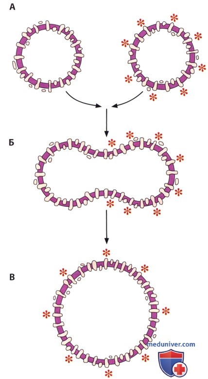 плазматическая мембрана клетки