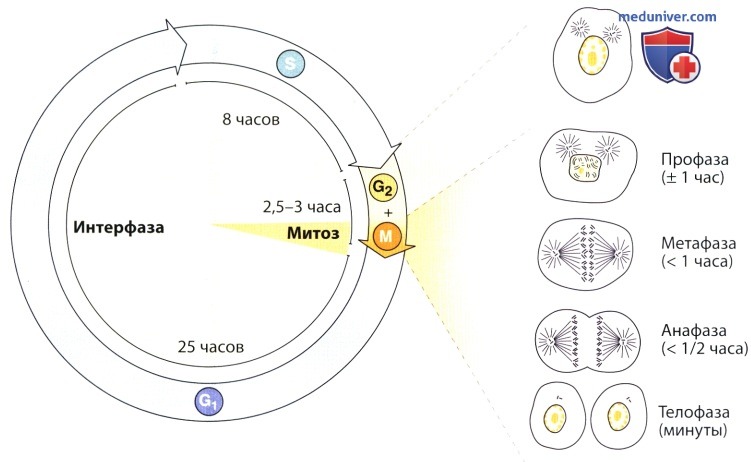 Фазы клеточного цикла