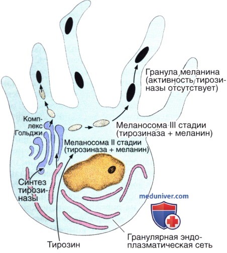 Гистология меланоцитов и их строение, функции