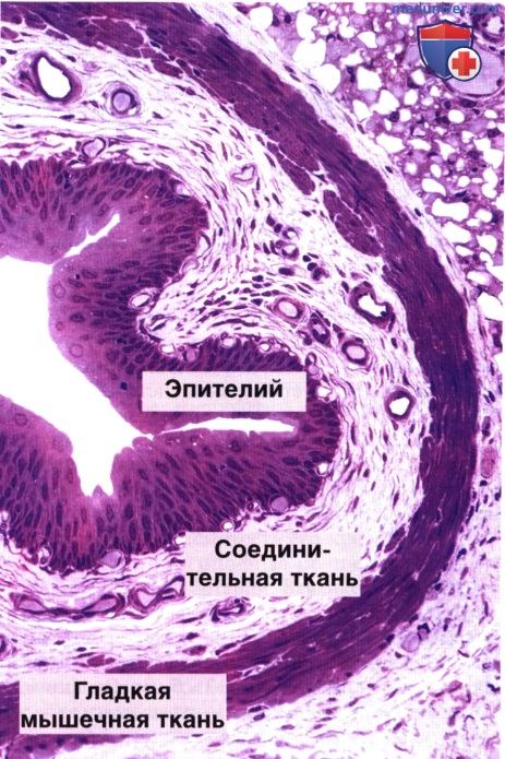 Гистология мочевого пузыря, мочеточника и их строение, функции